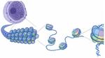 Introduction to Chromatin Accessibility using Bulk ATAC-seq